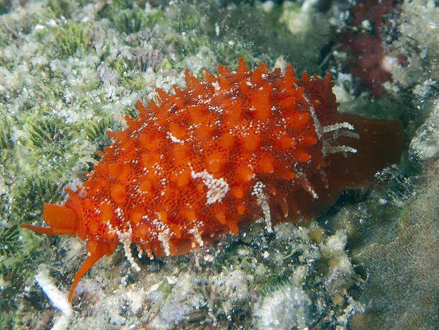 Cribrarula cribraria